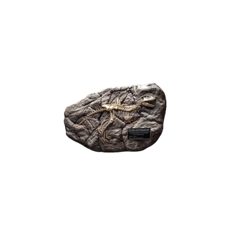 Wonders of the Wild Series – Concavenator – Fossil Replica (Star Ace Toys)